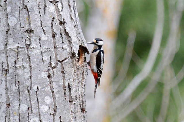 Pic épeiche / Great Spotted Woodpecker